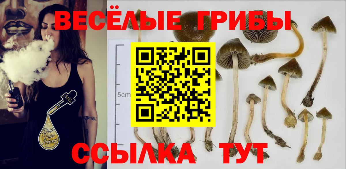 Псилоцибиновые грибы мицелий Отрадное